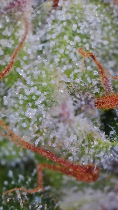 Sour Diesel Auto. Week 11