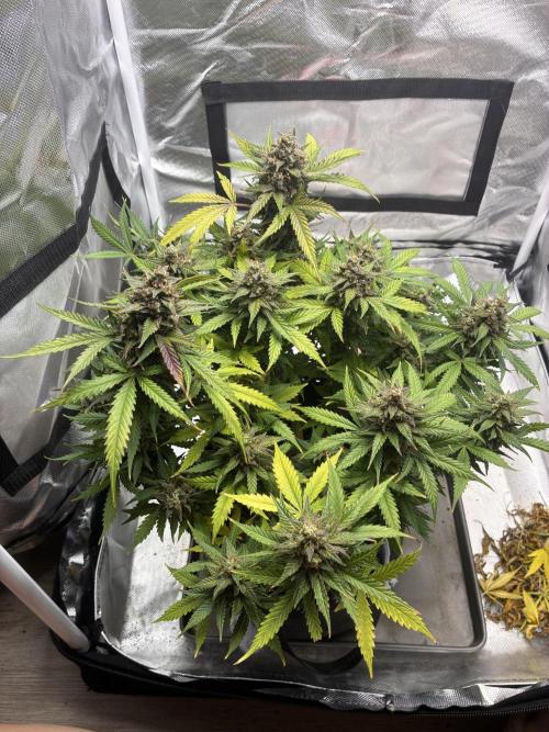 Second grow. Week 12