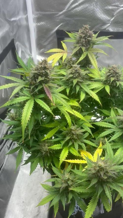 Second grow