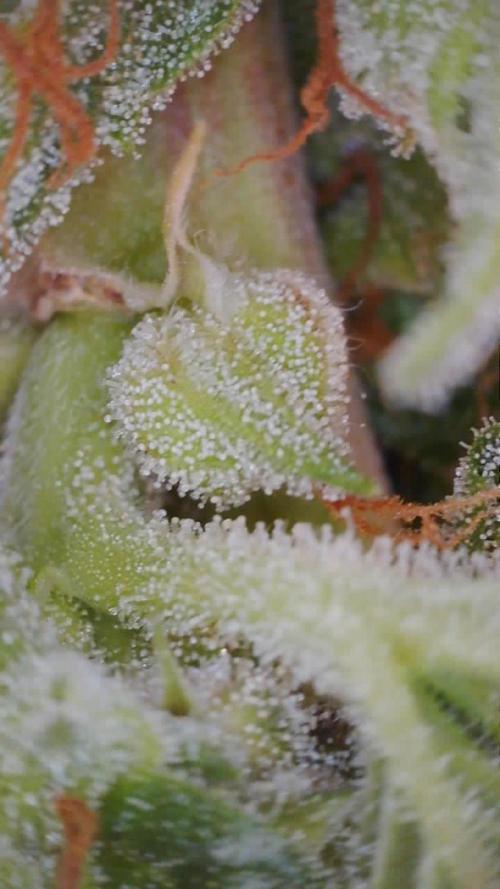 Second grow. Week 12