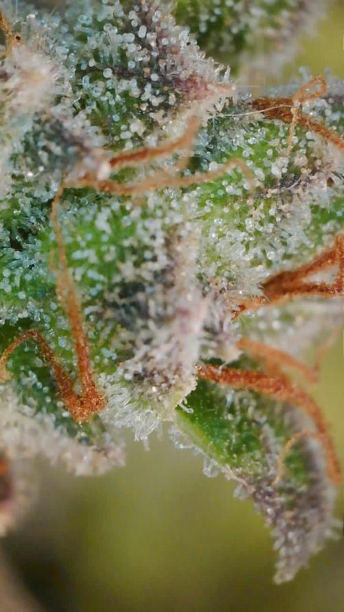 Sour Diesel Auto. Week 12