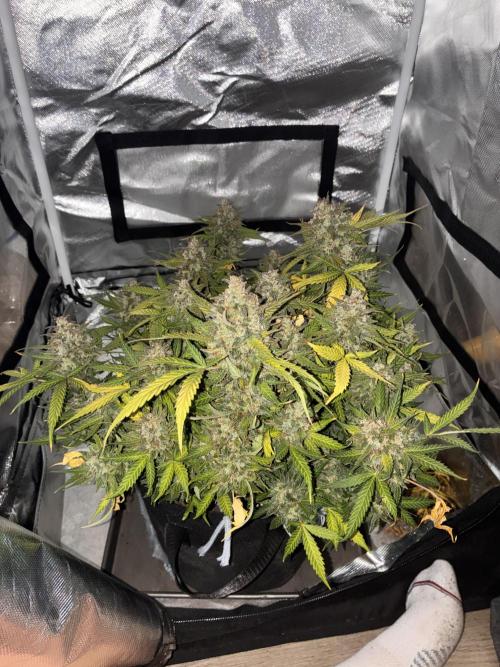 Second grow. Week 13
