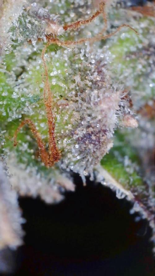 Second grow. Week 13