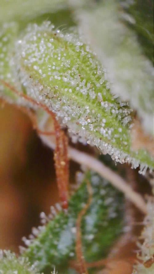 Second grow. Week 13