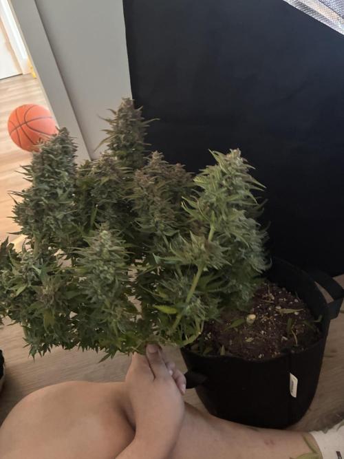 Sour Diesel Auto. Week 13