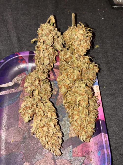 Second grow. Week 14