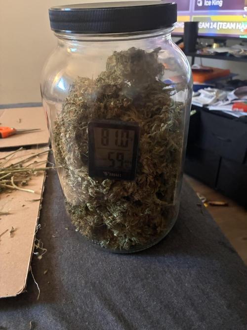 Second grow. Week 14