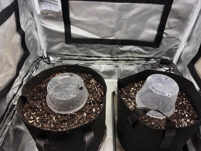 Grow#3 :). Week 0