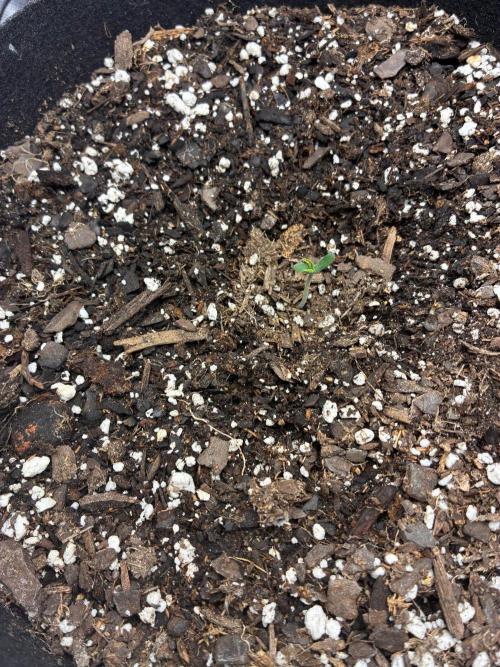 Grow#3 :). Week 0 - Planted in soil from my last grow 