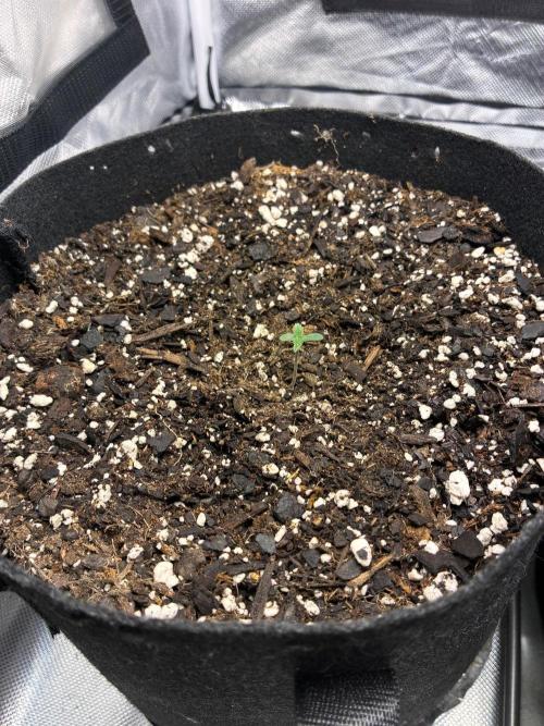 Grow#3 :). Week 0