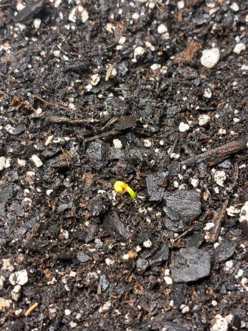 Grow#3 :). Week 0 - Planted In fresh soil 