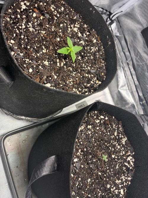 Mix Pack Auto. Week 1
