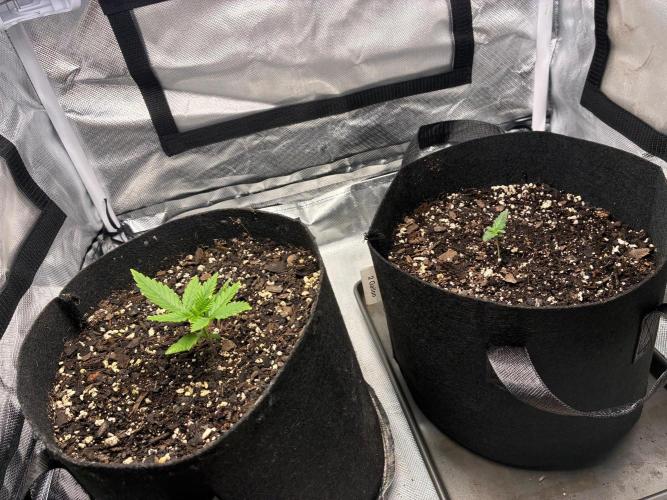 Grow#3 :). Week 2