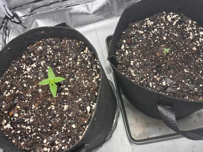 Grow#3 :). Week 2