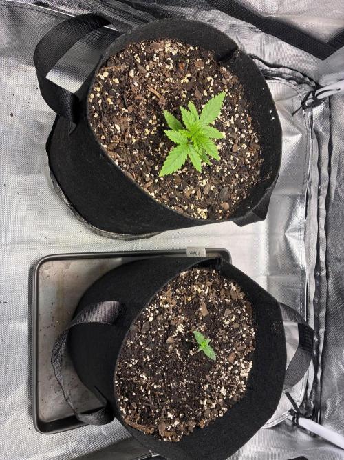 Grow#3 :). Week 2