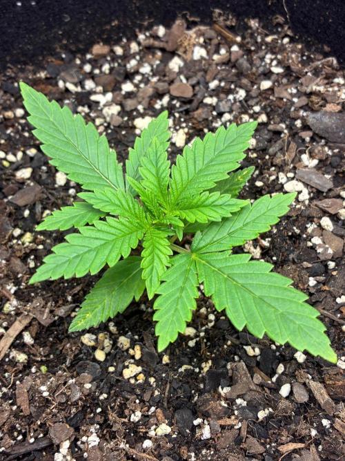Grow#3 :). Week 2