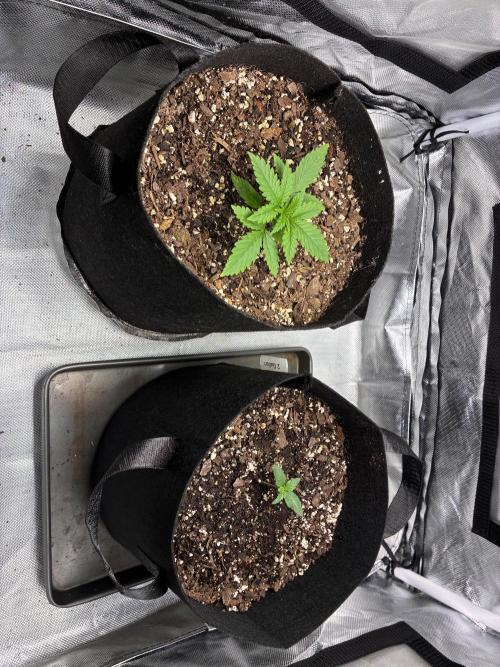 Grow#3 :). Week 2