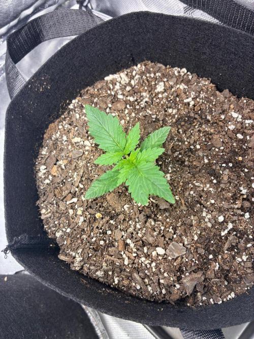 Grow#3 :). Week 2 - This girl got a lil mutated leaf lol 