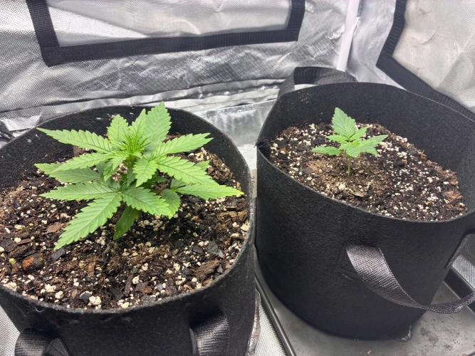 Grow#3 :). Week 2