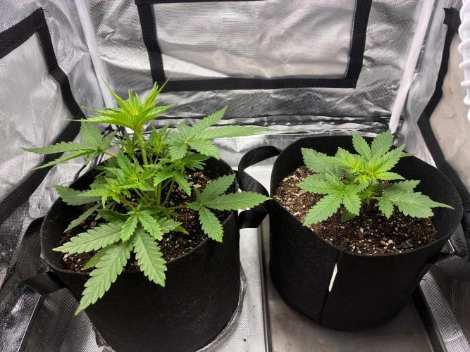 Grow#3 :). Week 3