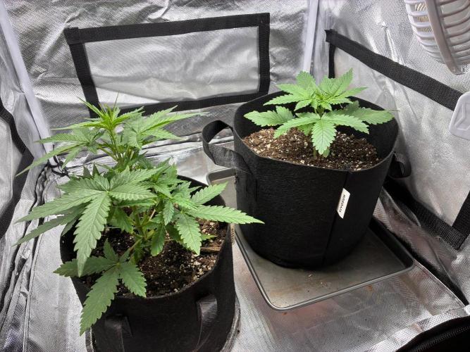 Grow#3 :). Week 3