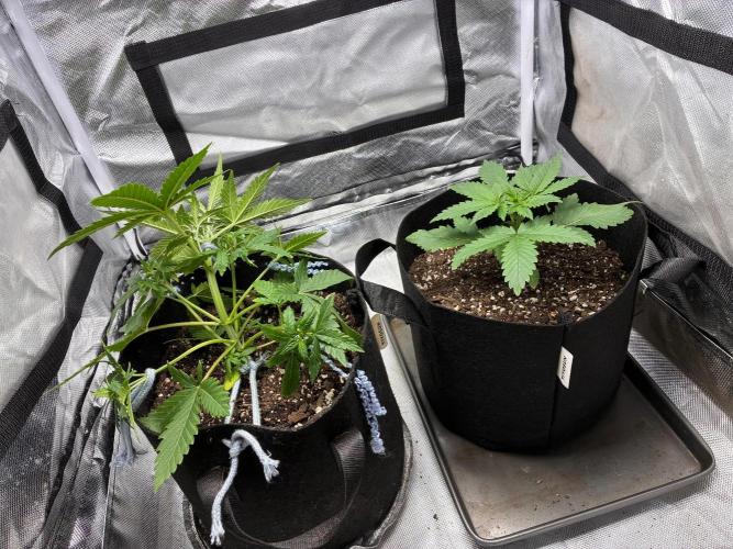 Grow#3 :). Week 3