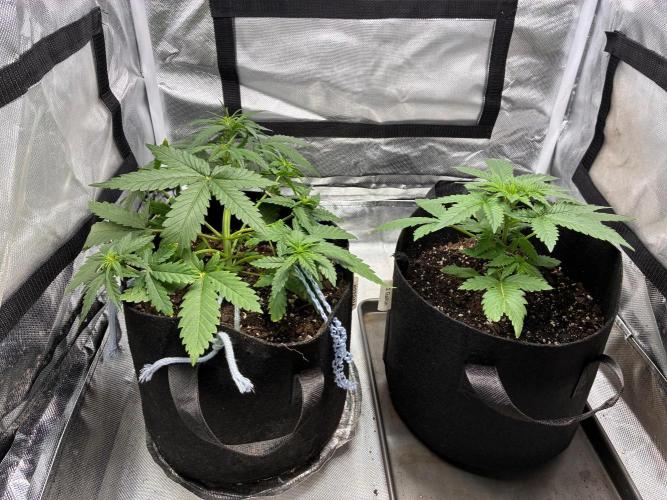 Grow#3 :). Week 4