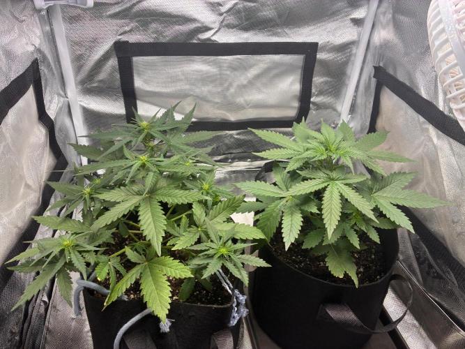 Grow#3 :). Week 4