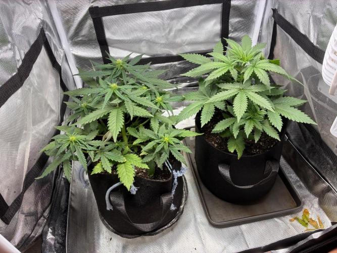 Grow#3 :). Week 4