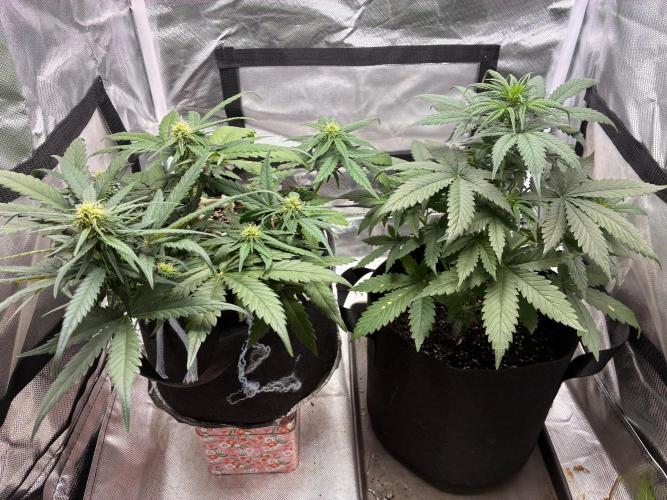 Grow#3 :). Week 5