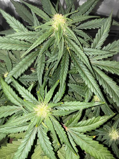 Grow#3 :). Week 5 - Trichomes coming In nicely she’s getting  frosty :)