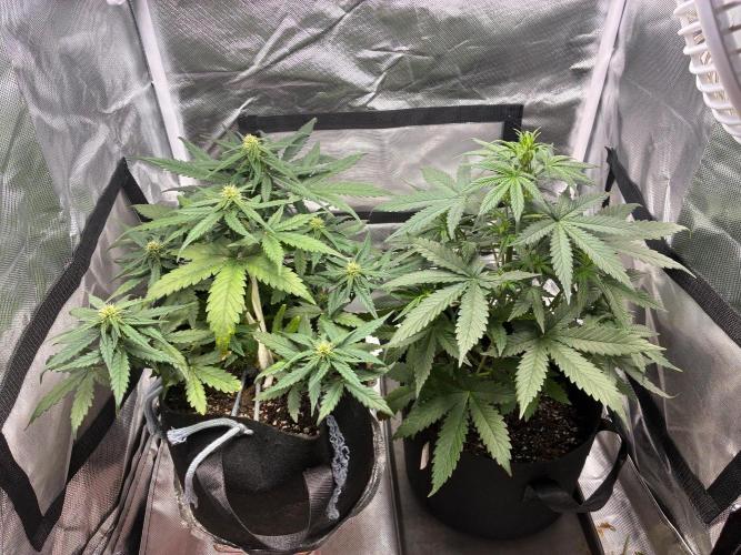 Grow#3 :). Week 5