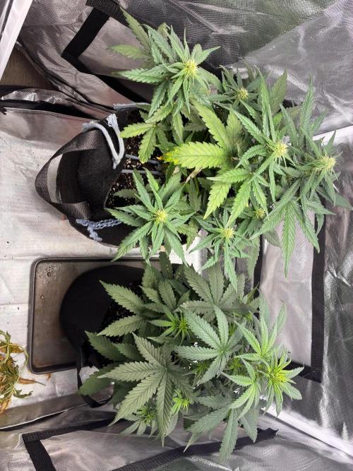 Grow#3 :). Week 5