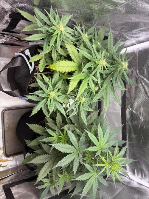 Mix Pack Auto. Week 5