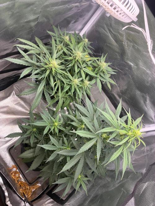 Grow#3 :). Week 6