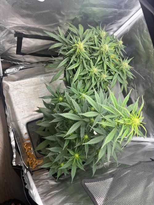Grow#3 :). Week 6