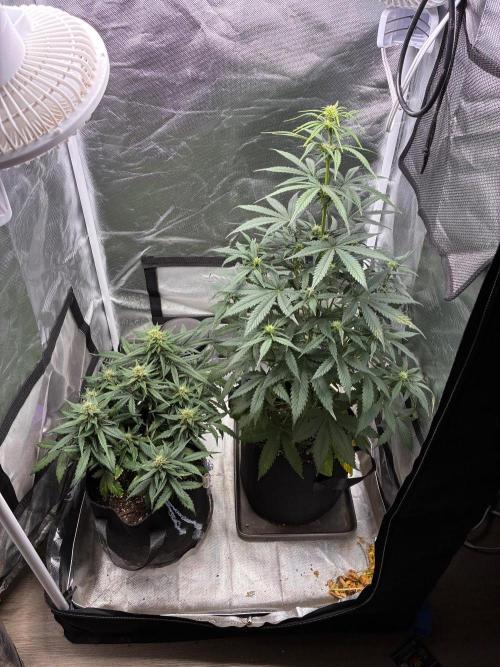 Grow#3 :). Week 7