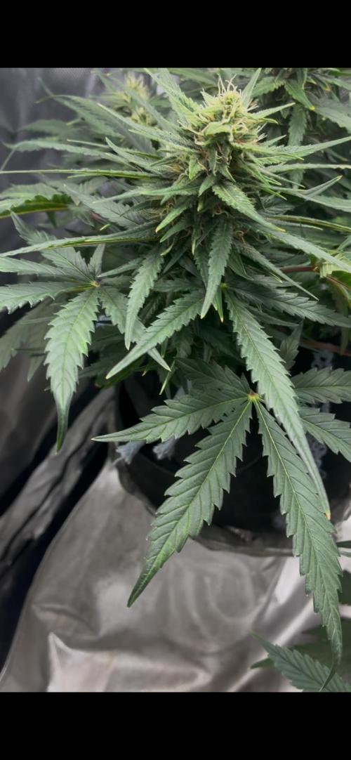 Grow#3 :). Week 7