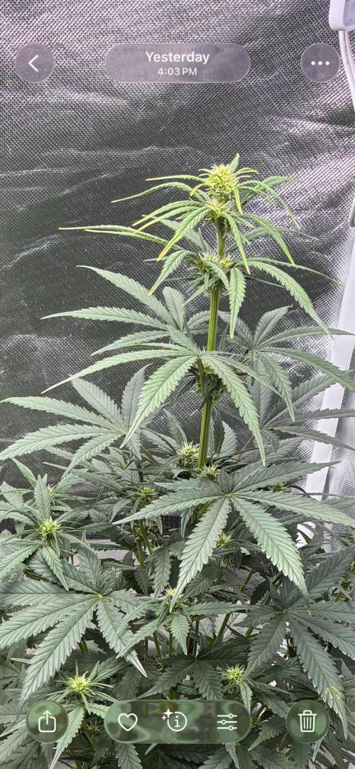 Grow#3 :). Week 7