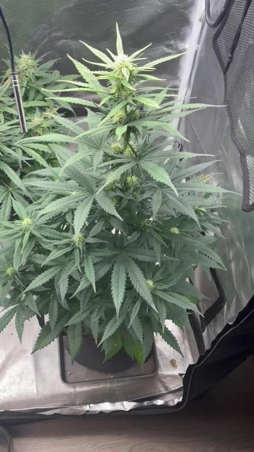Grow#3 :)