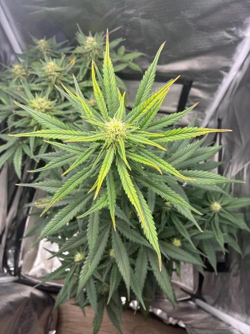 Grow#3 :). Week 8