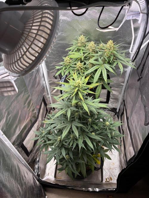 Grow#3 :). Week 8