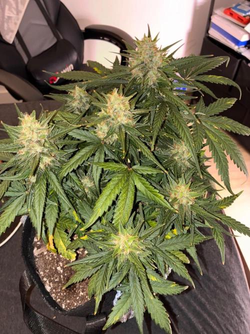 Grow#3 :). Week 8