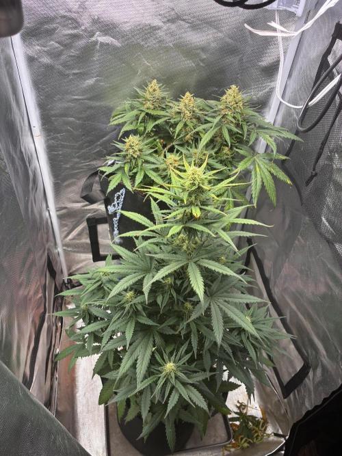 Grow#3 :). Week 8