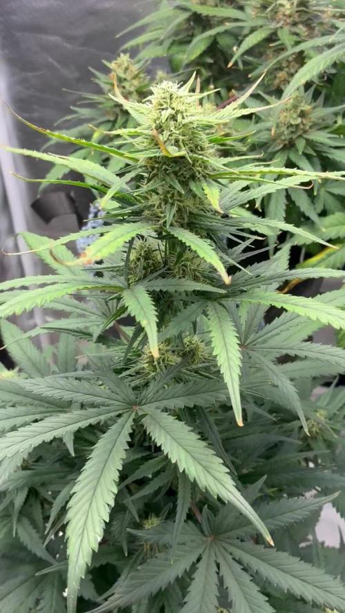 Grow#3 :)