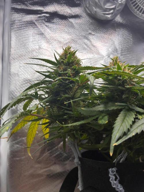 Grow#3 :). Week 9