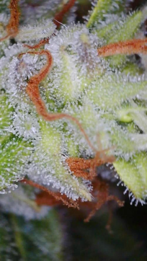 Grow#3 :). Week 9