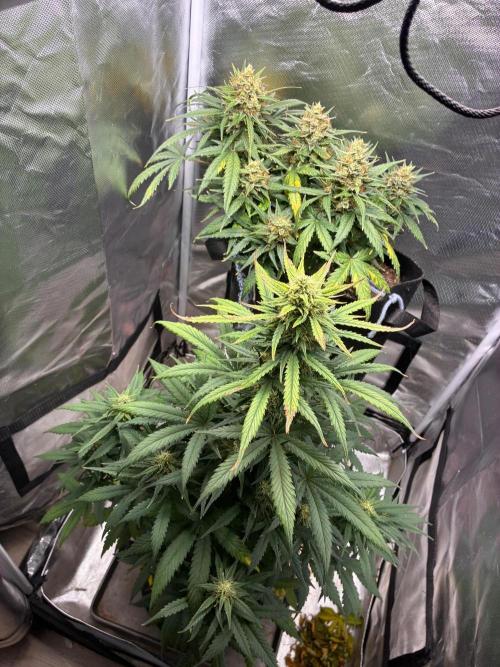 Grow#3 :). Week 9