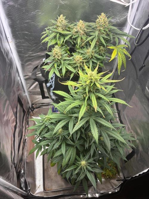 Grow#3 :). Week 9