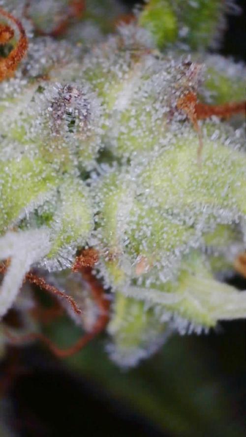 Grow#3 :). Week 9